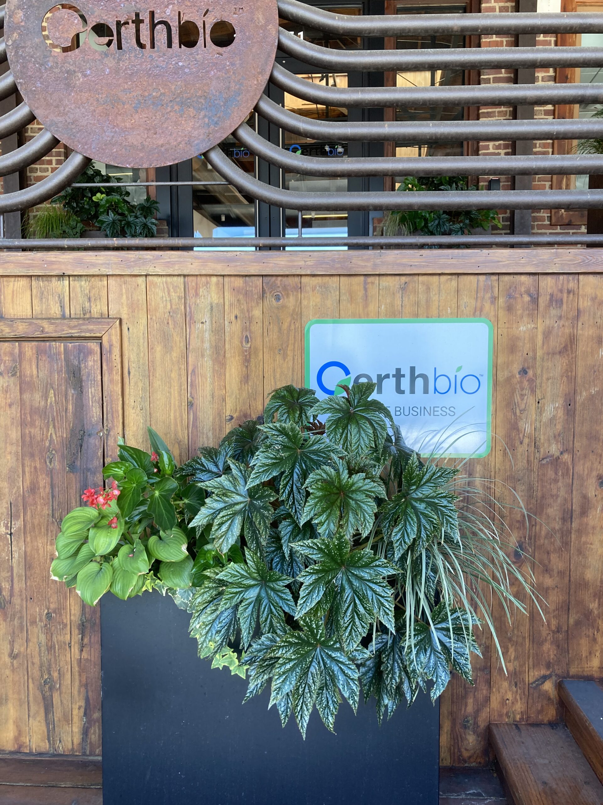 Mixed Container Planting at Entrance