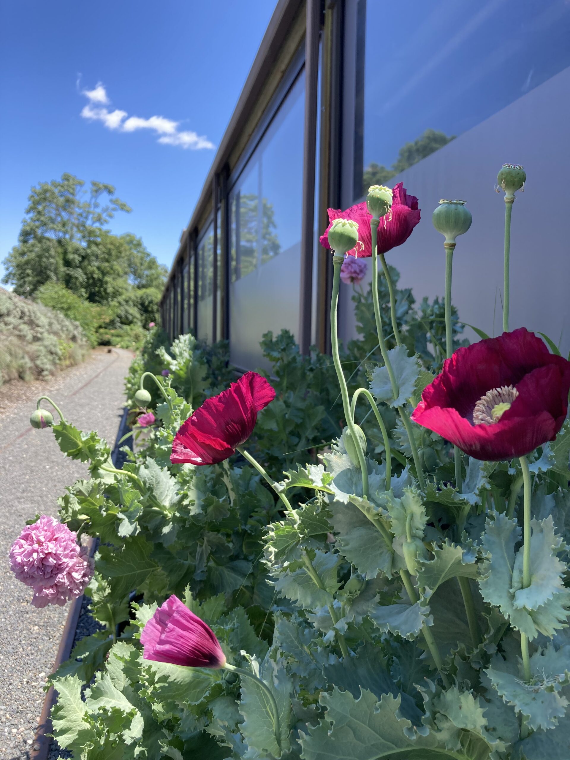 Mixed Plants in Border Container